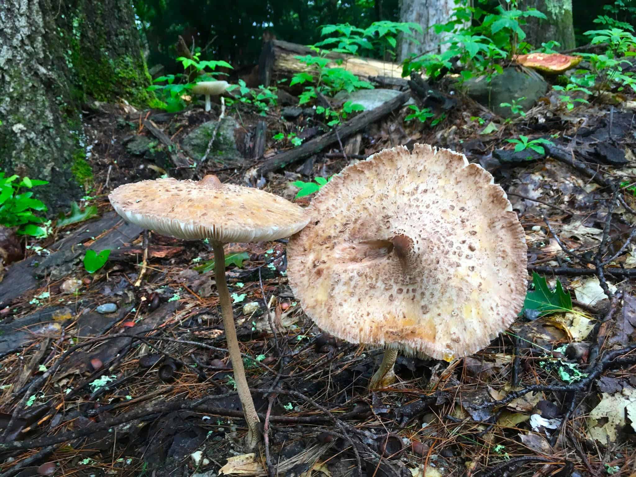 Why foraging edible plants is wildly popular in New Hampshire