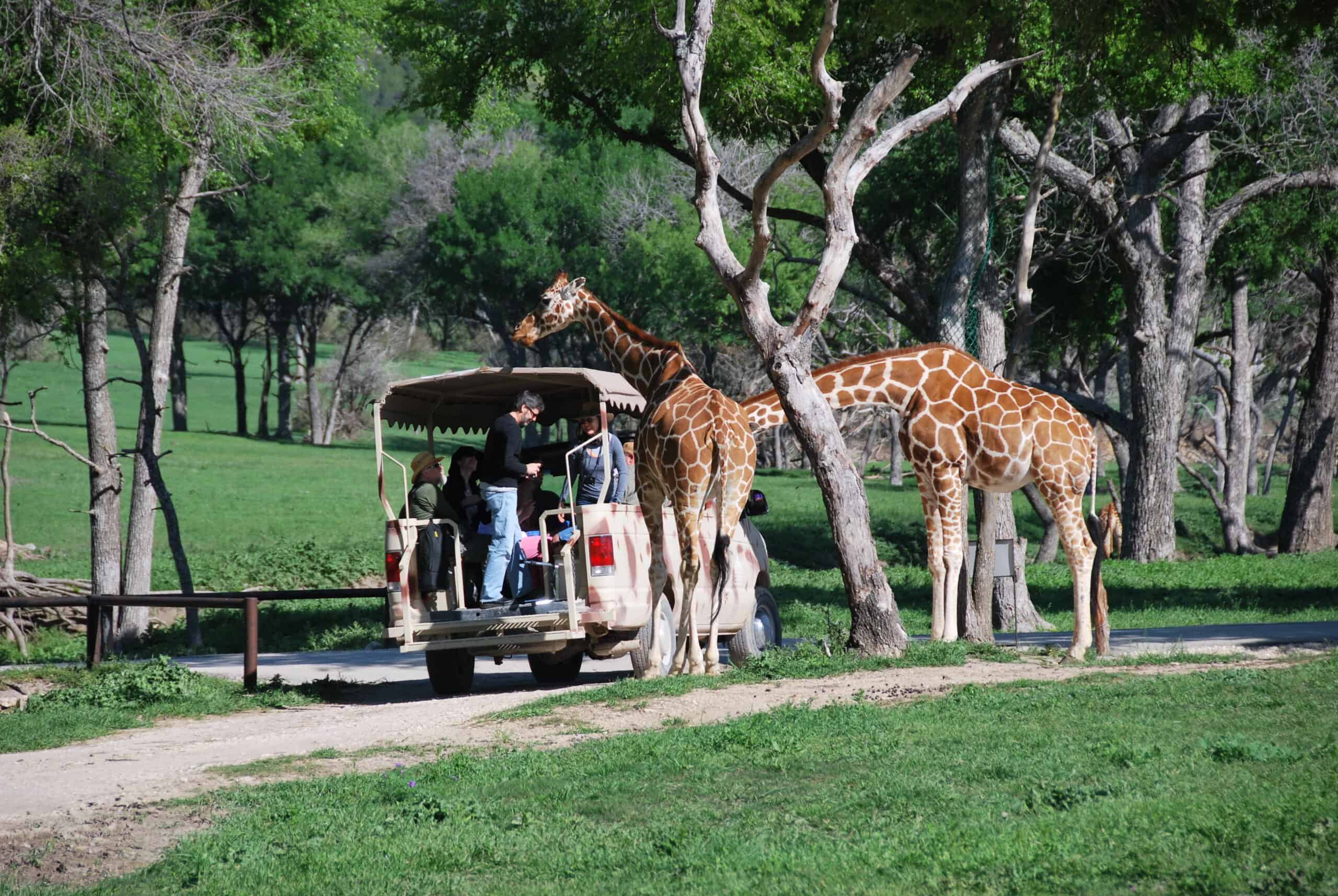 8 animal sanctuaries in Texas (+ the cute critters you’ll see at each one)