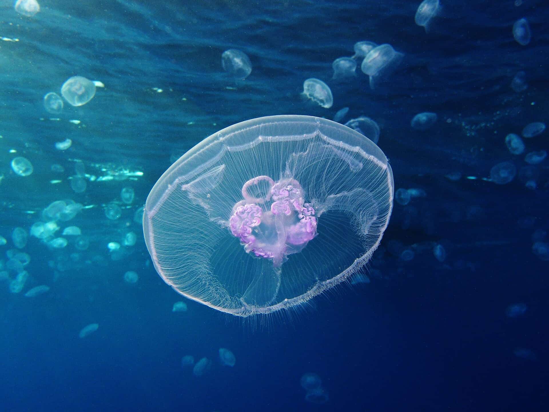 Beneath the Gulf’s surface, a new moon jellyfish species reveals itself