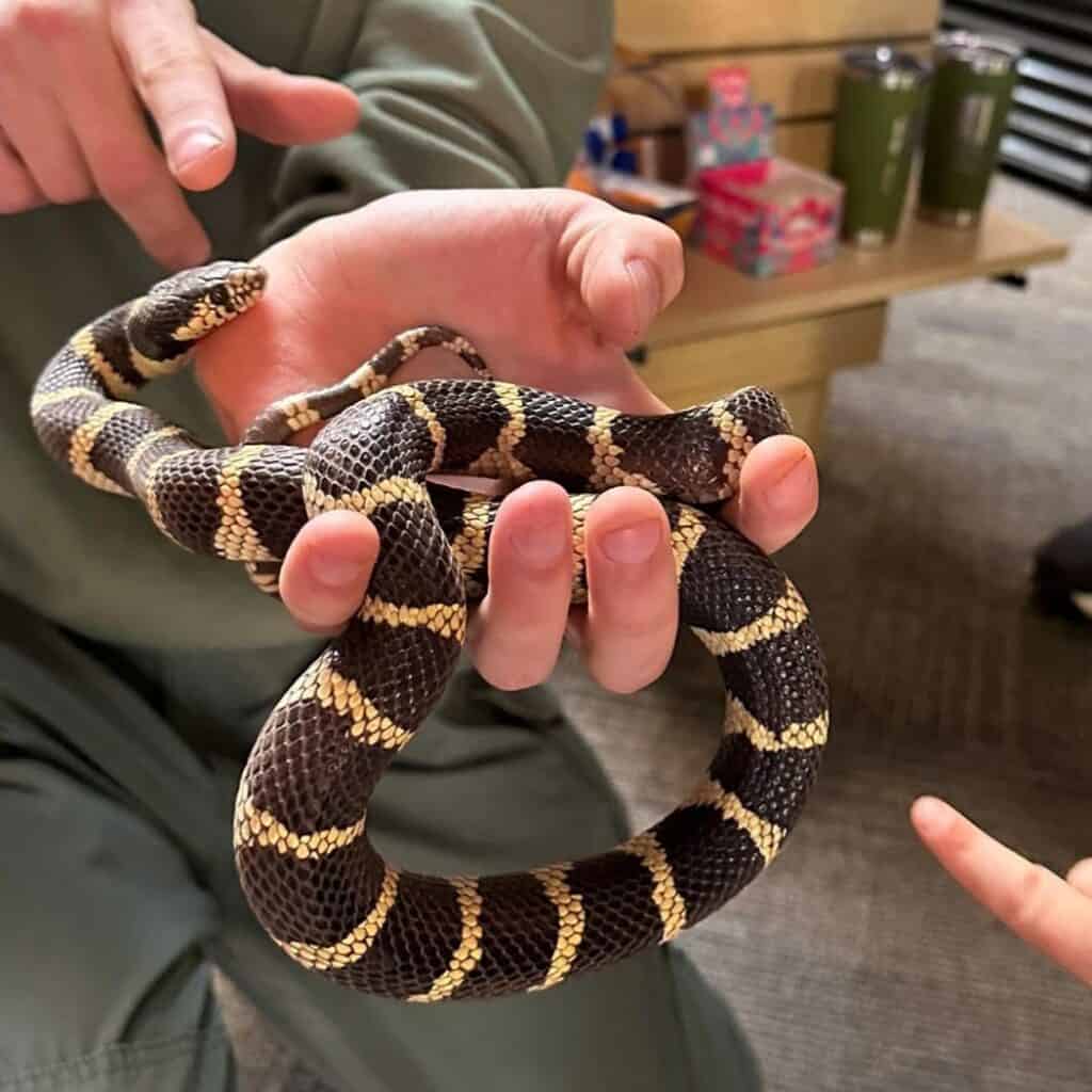 Someone holding a snake during an Earth Day demonstration at Red Rock State Park Arizona State Parks and Trails x