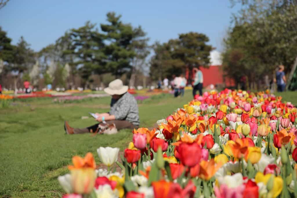 Tiptoe through the tulips: A guide to Tulip Time 2026 in Holland, Michigan