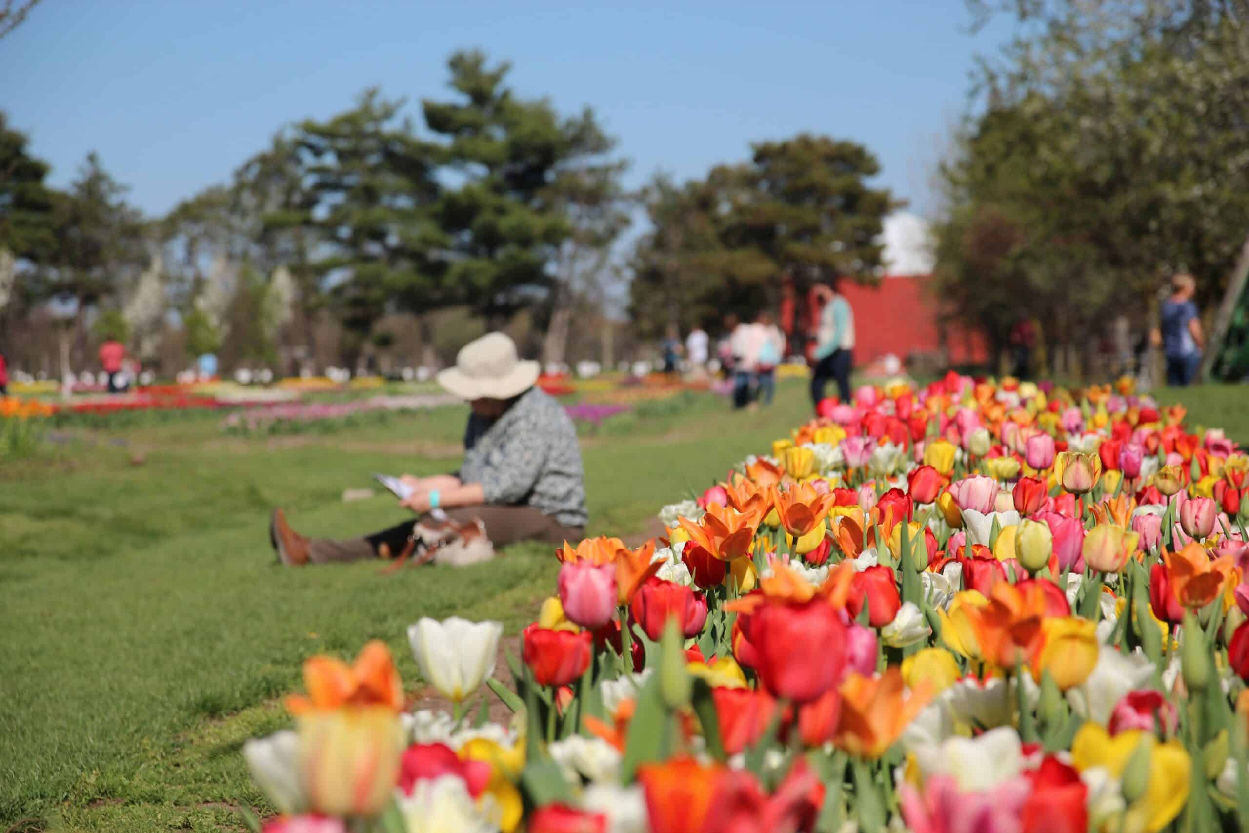 Tiptoe through the tulips: A guide to Tulip Time 2026 in Holland, Michigan