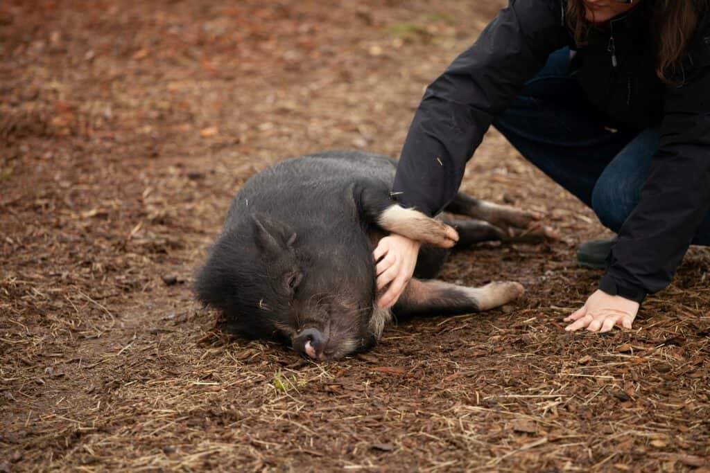 5 animal sanctuaries in New Hampshire (+ the cute crittters you’ll see at each one)