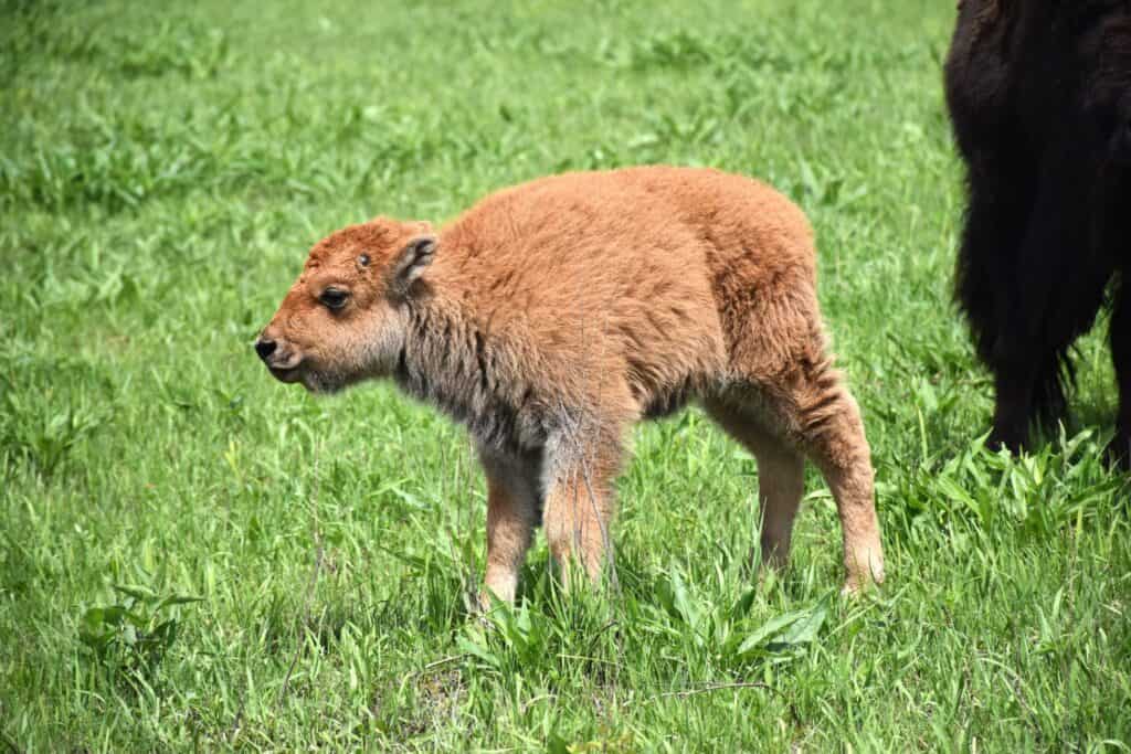 Animal sanctuaries in Iowa: 6 spots for a close-up look at some of Iowa’s coolest critters