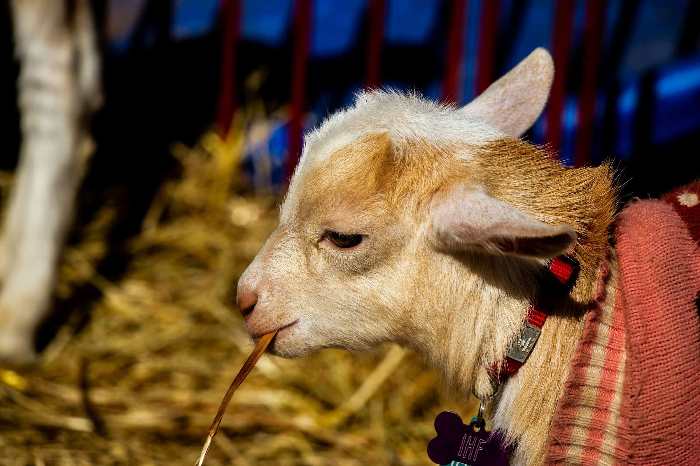 6 places to see baby animals in New Hampshire this spring