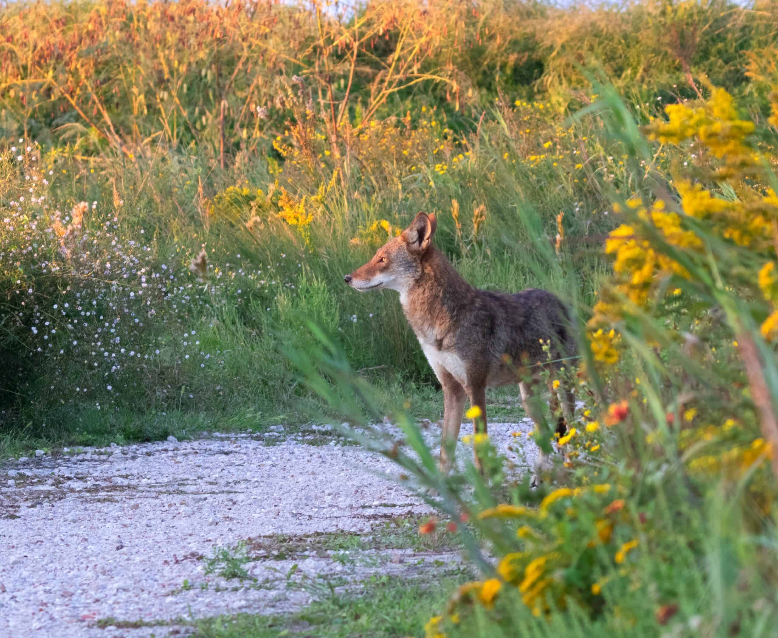 New road signs aim to slow cars — and save Galveston’s ghost wolves