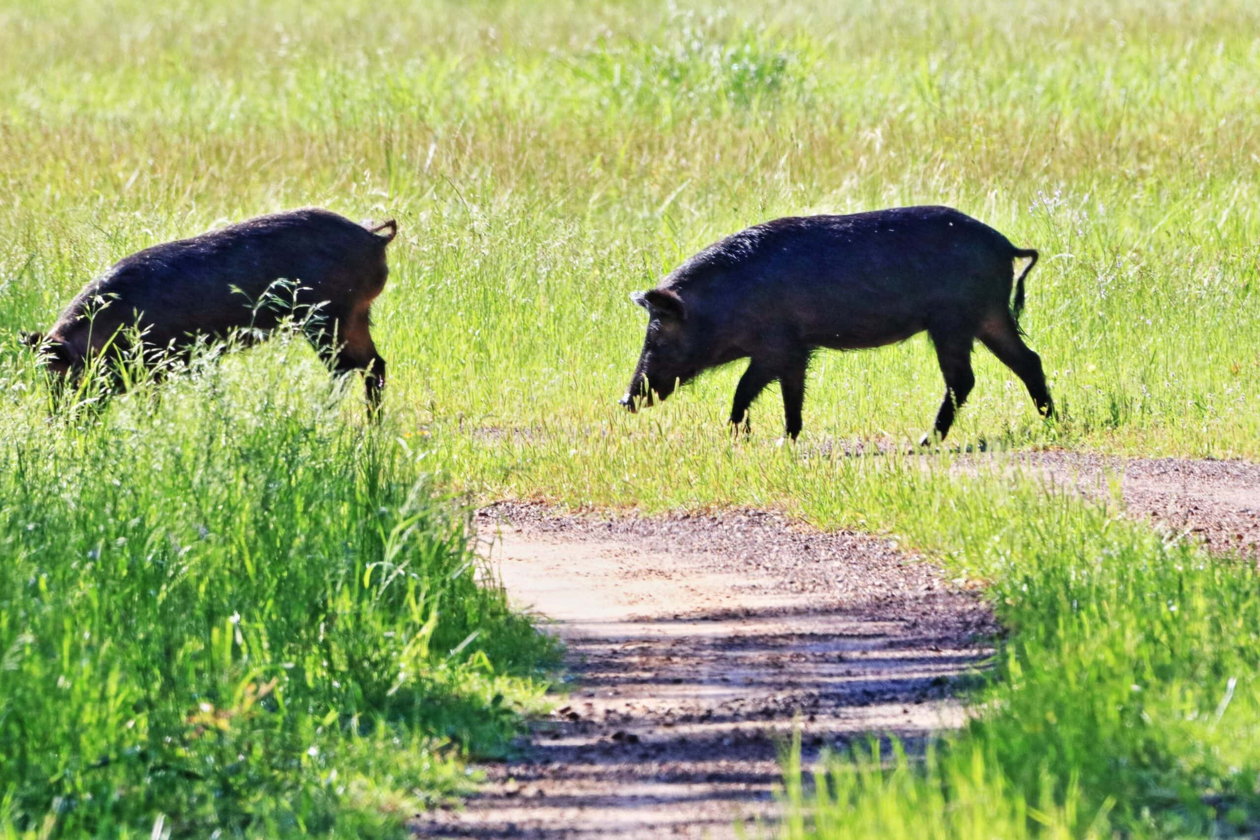 Feral hogs wreak havoc across Texas, leaving trail of damage in recent weeks