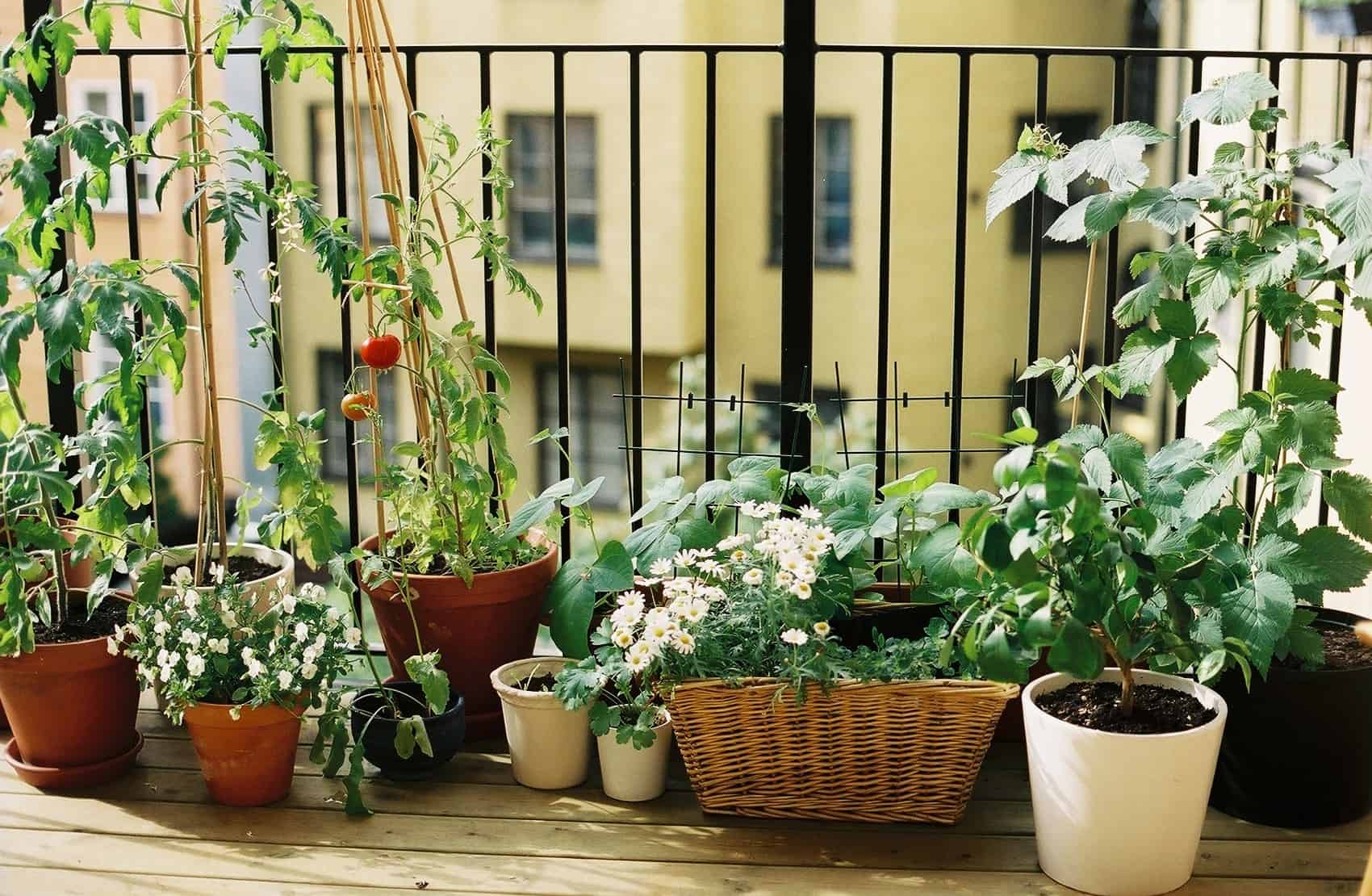12 apartment-friendly plants that can survive & thrive in Phoenix