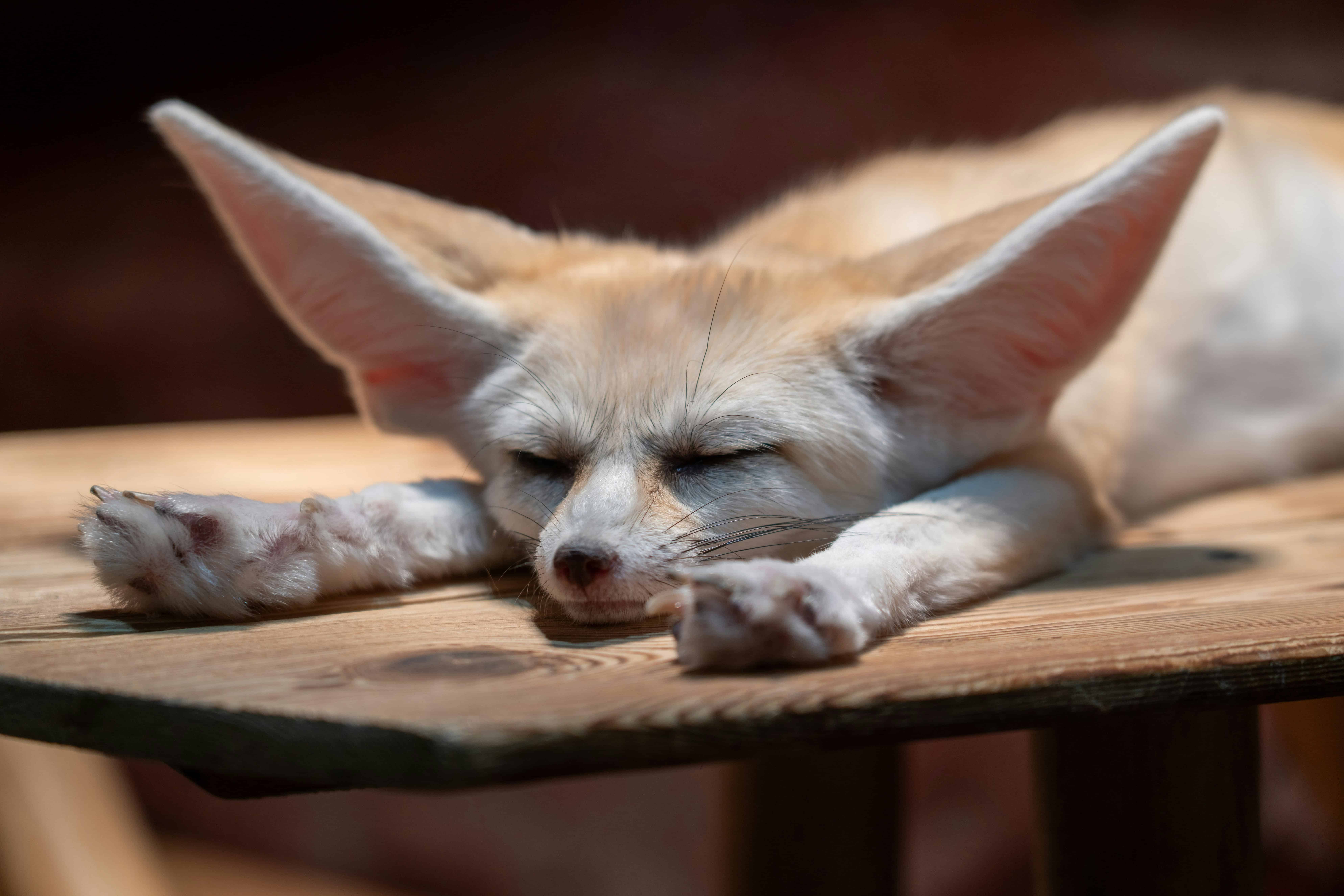 7 exotic animals you won’t believe are legal to own in Minnesota