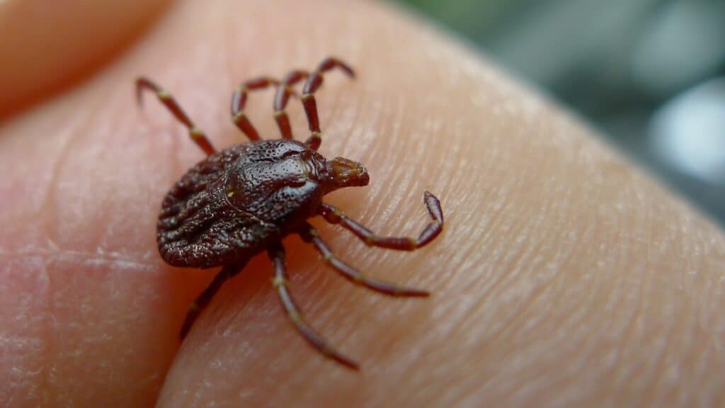 Tick bites in Texas are a growing concern. Here’s how to protect your household