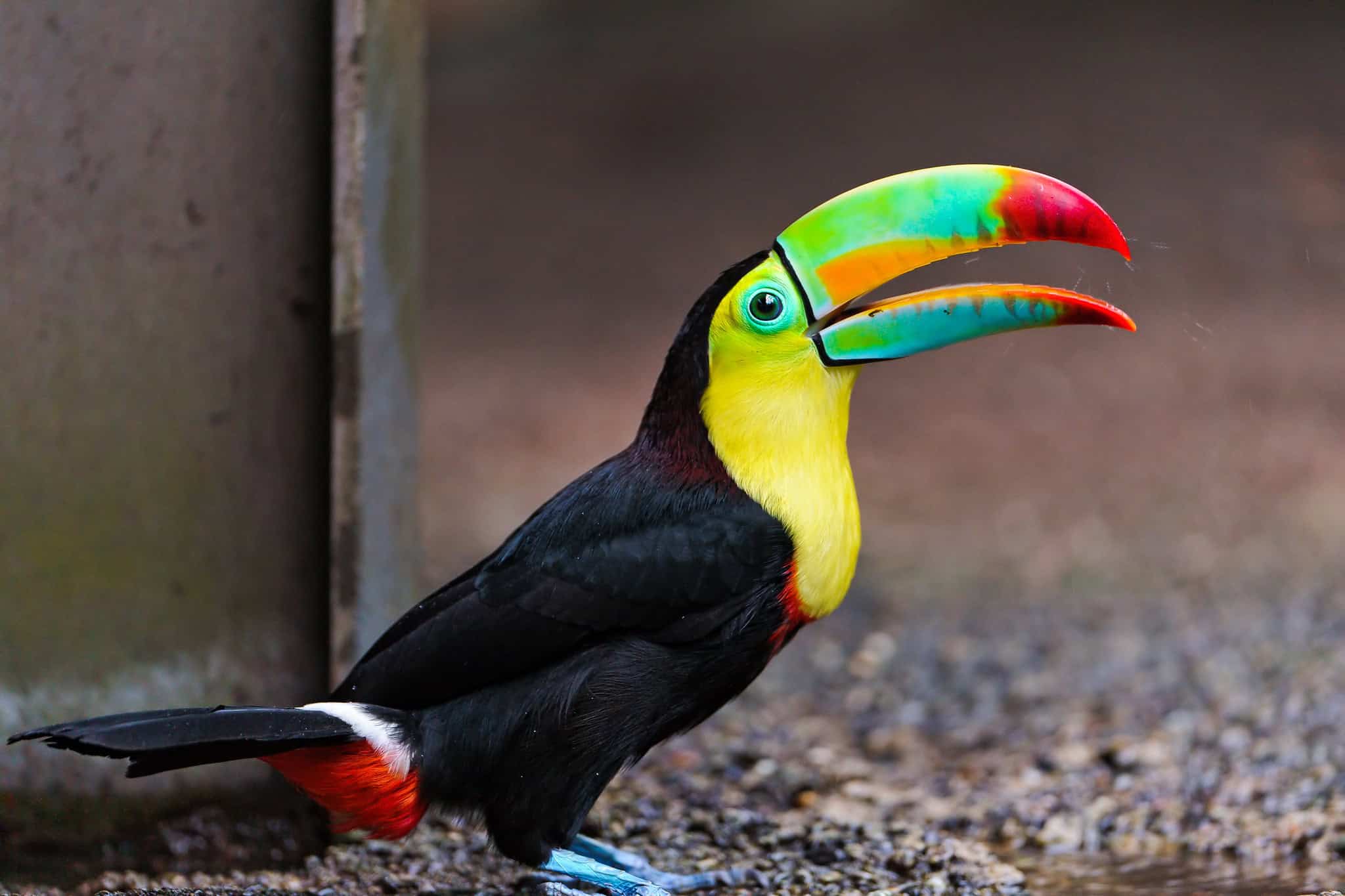 8 exotic animals you won’t believe are legal to own in Kentucky