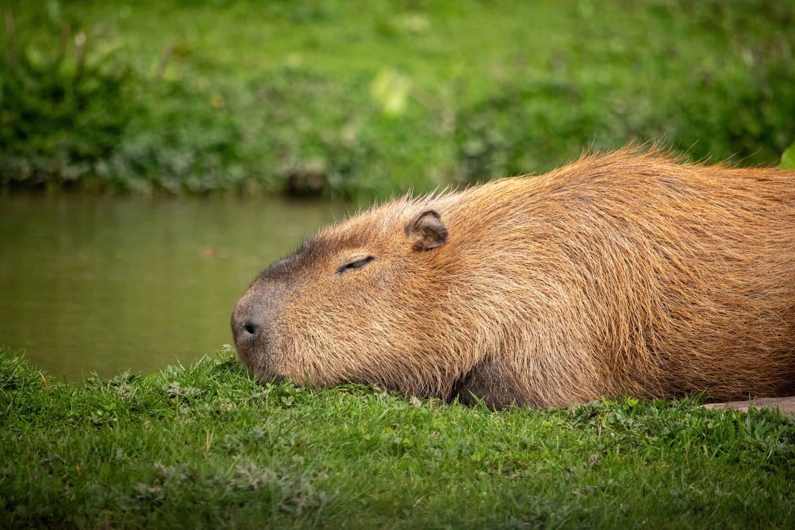 8 exotic animals you won’t believe are legal to own in Georgia