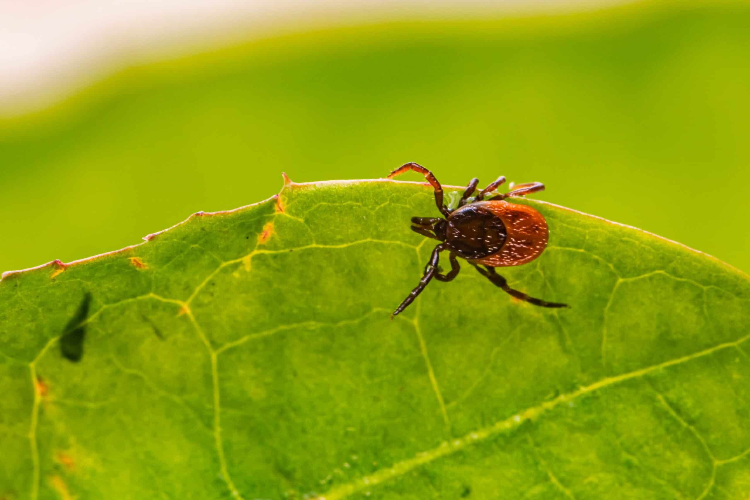 What to know about ticks in Michigan: Where they’re most active, how to avoid them, & more