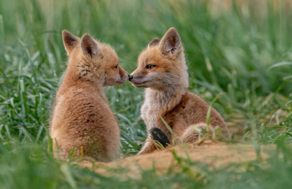6 exotic animals you won’t believe are legal to own in Nebraska