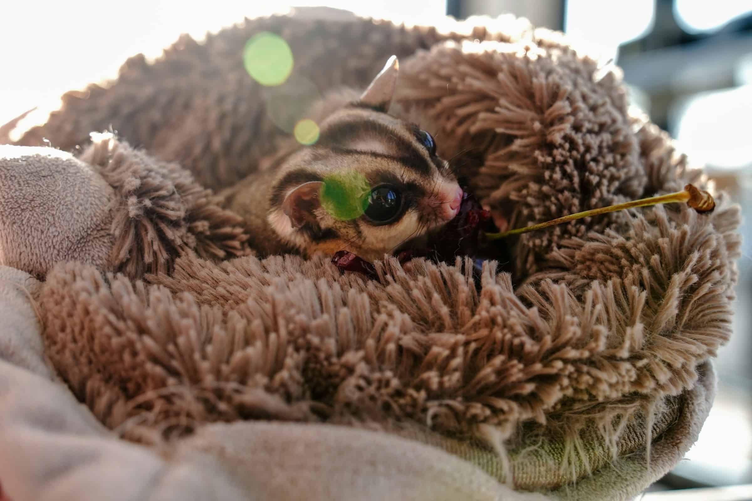 7 exotic (and adorable) animals you won’t believe are legal to own in New Mexico