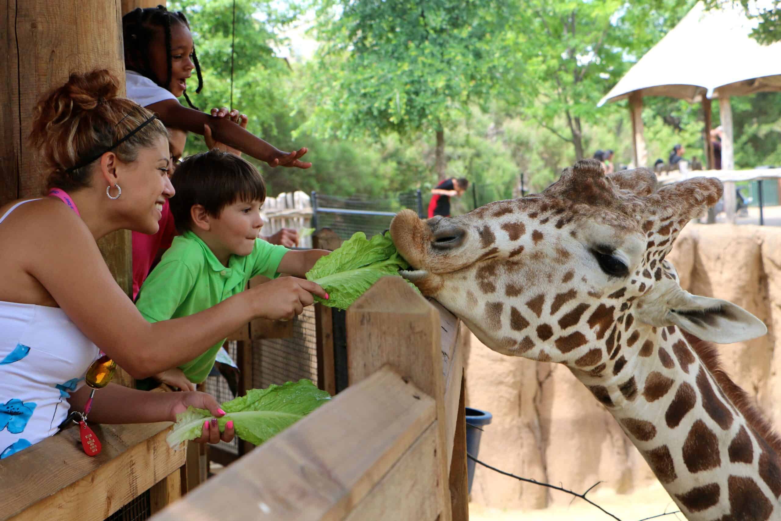 Dallas Zoo unveils plans for $26M Safari Trails