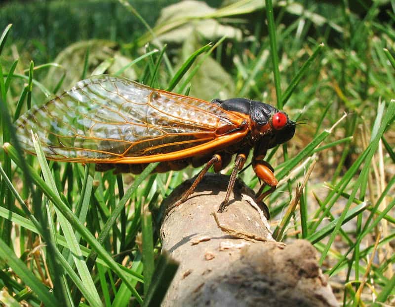 Cicadas are nature’s alarm clock — not a thermometer