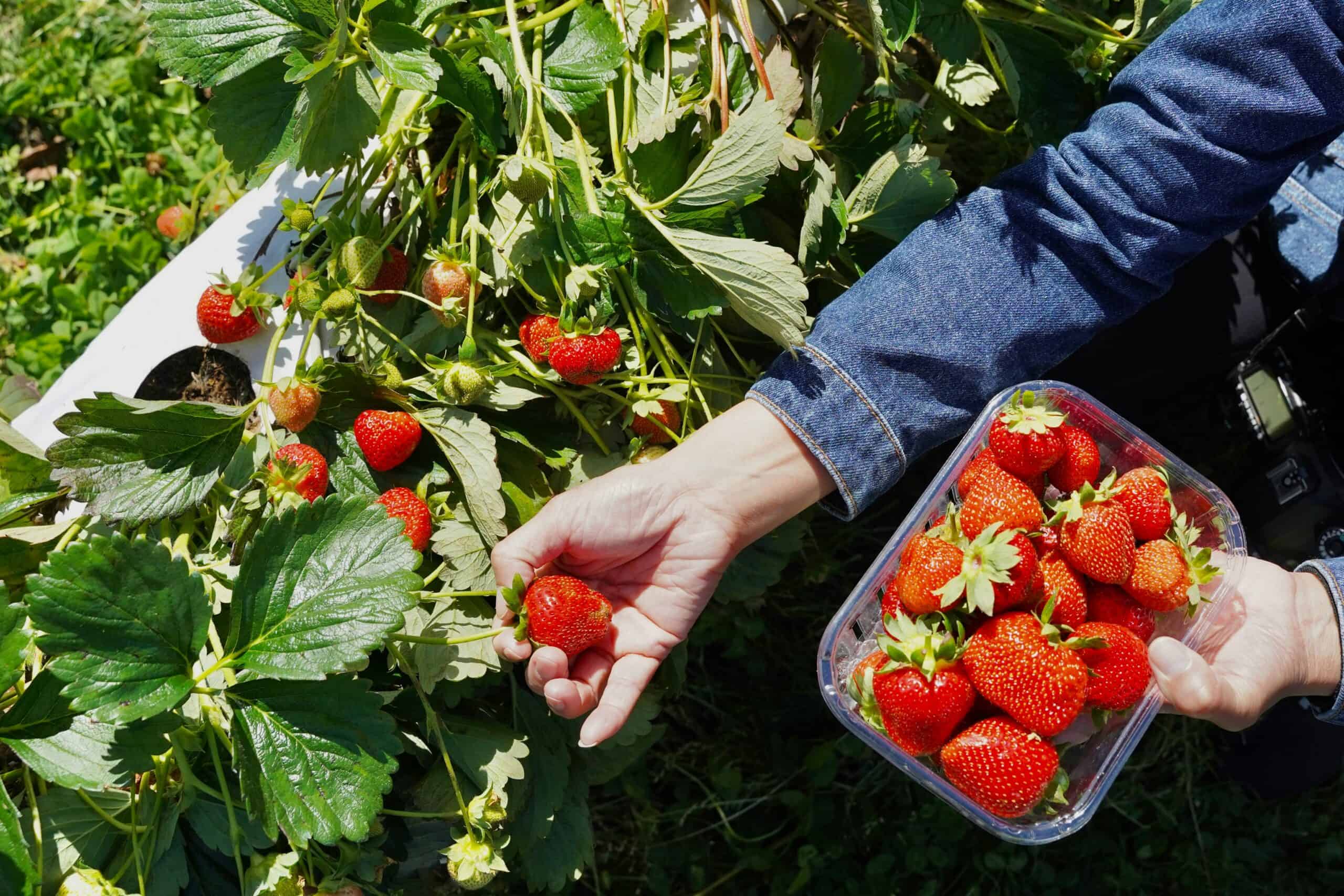 Have a delicious summer: Your 2026 guide to berry picking in Michigan