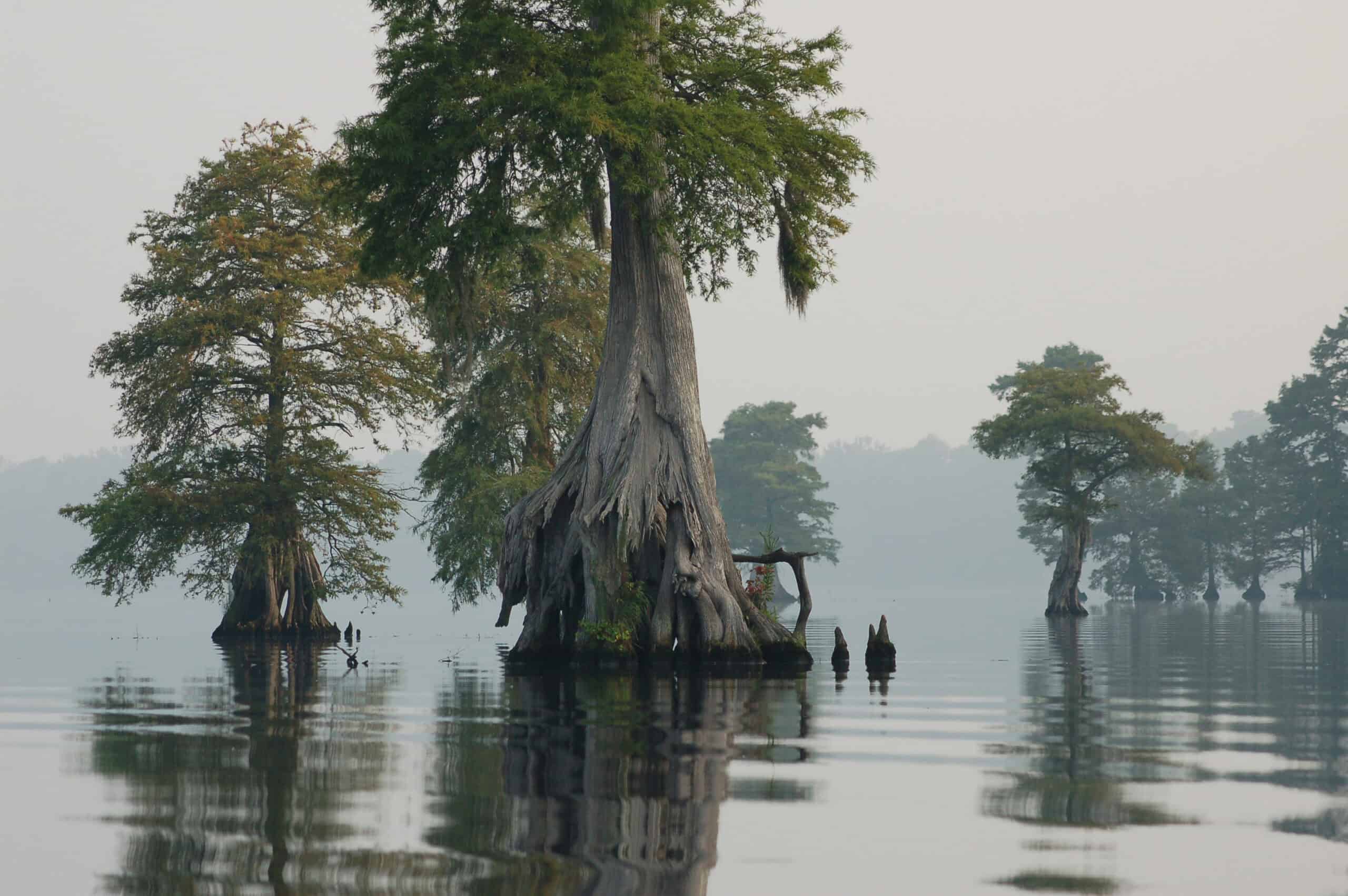 The Great Dismal Swamp: A guide to exploring the historic area