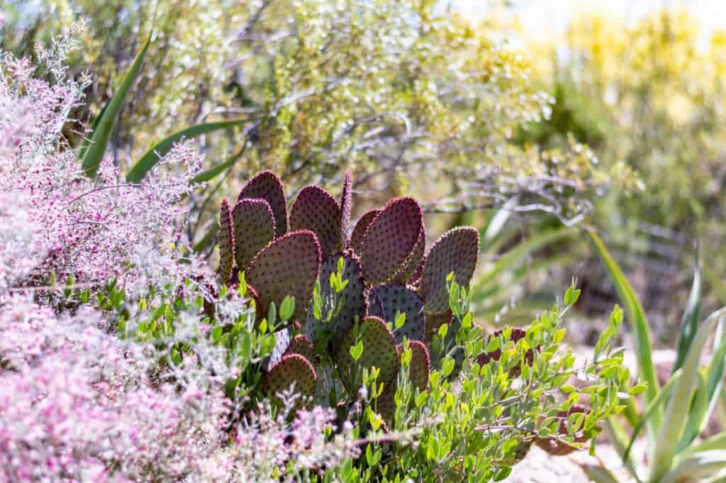 Arizona gardener’s guide: Tips & tricks for a thriving garden in the Sonoran Desert