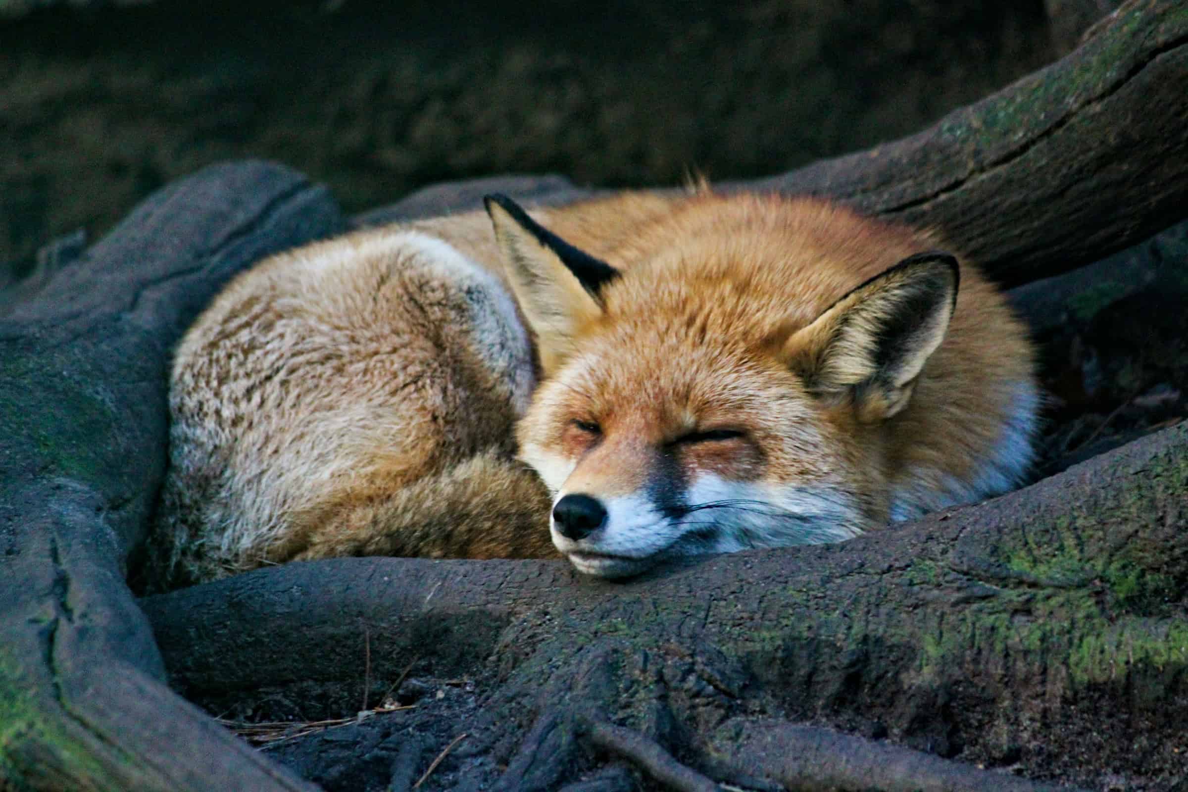 6 exotic animals you won’t believe are legal to own in Utah