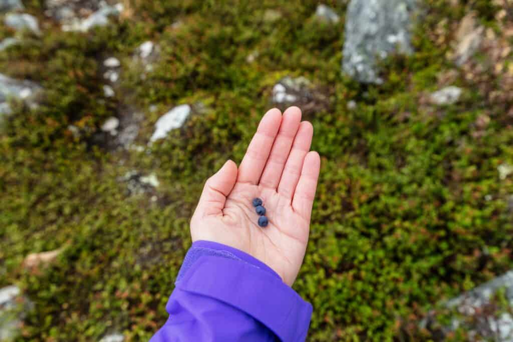 Wild berry picking in Alaska: What’s edible & where to find it