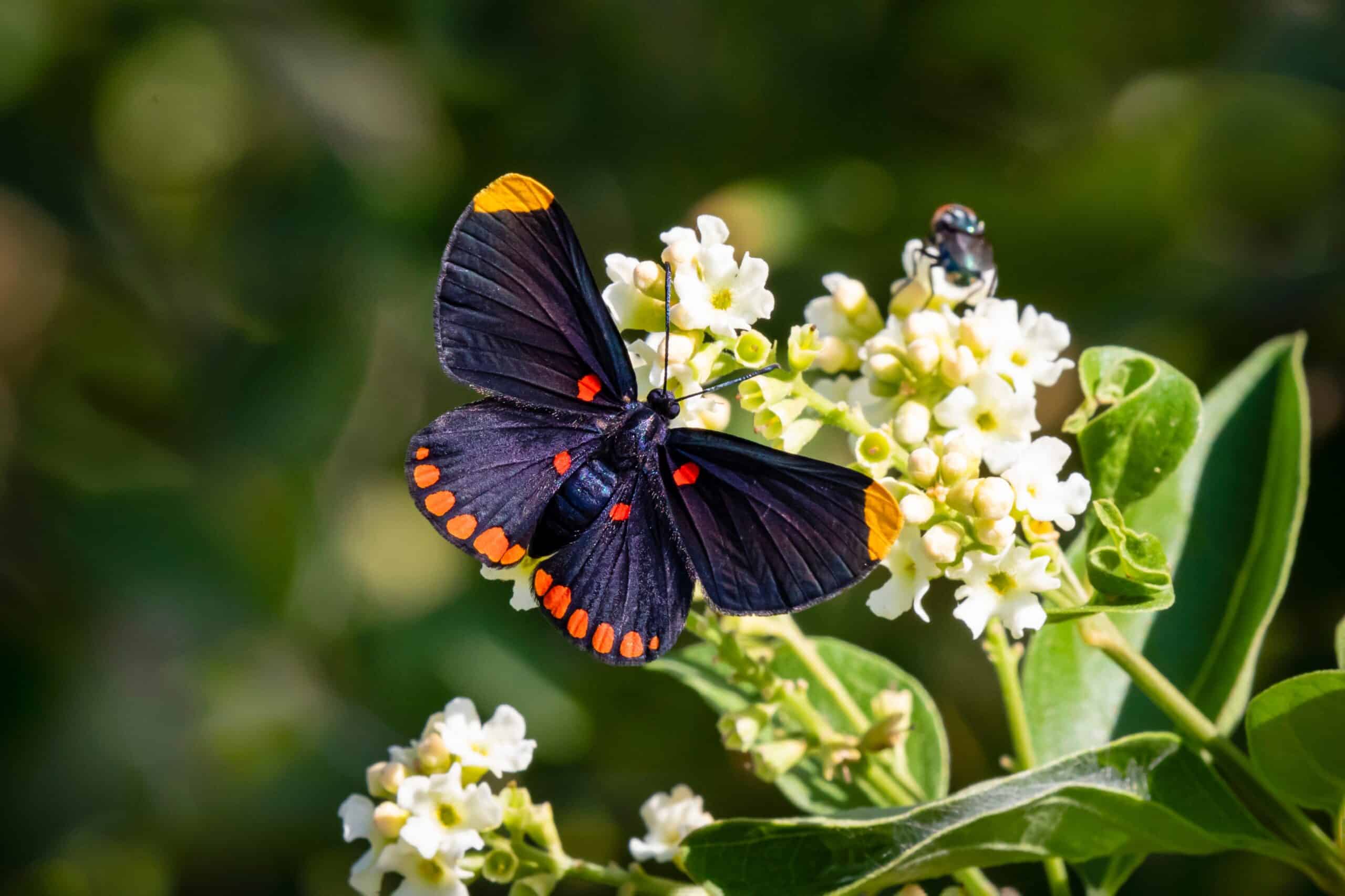 Where to see fireflies, birds, butterflies, & wildlife in the Valley