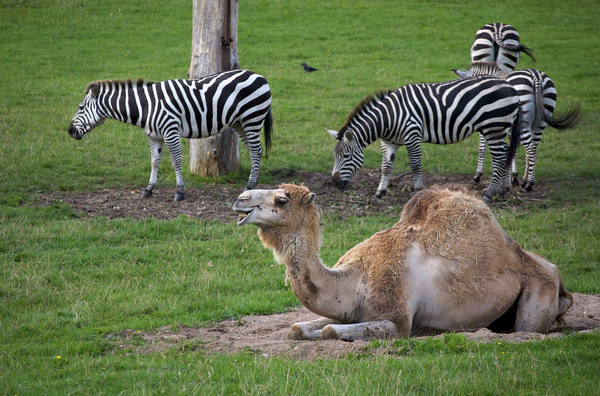 8 exotic animals you won’t believe are legal to own in California