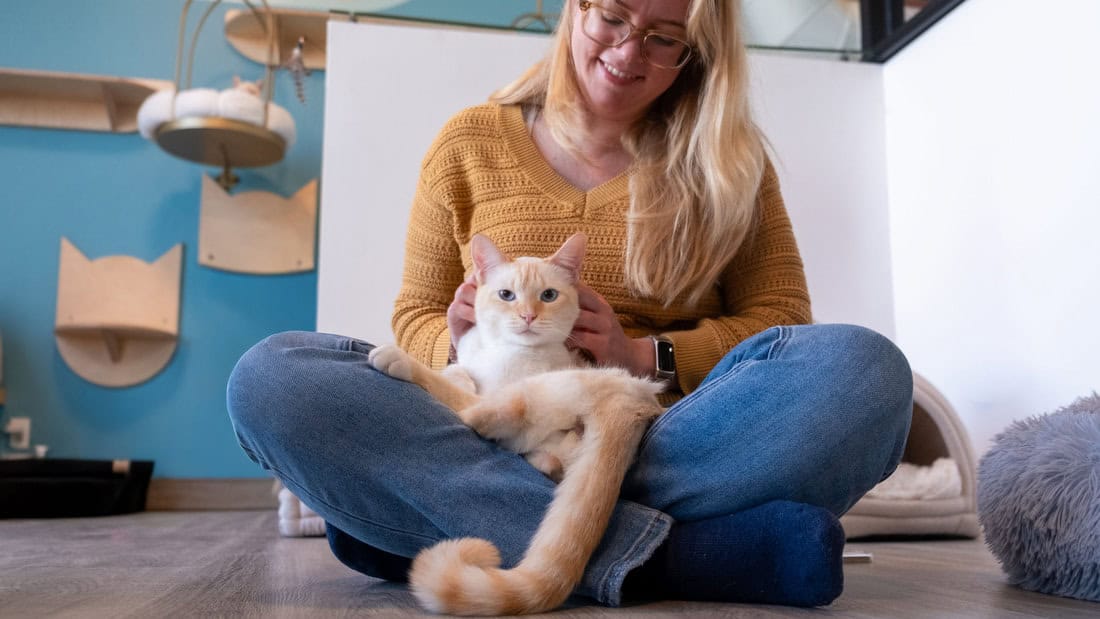 All the cat cafes you can visit in & around Orange County