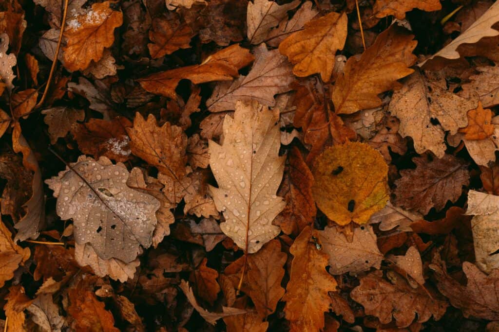 Old Farmer’s Almanac releases Fall 2026 Weather Predictions for Texas