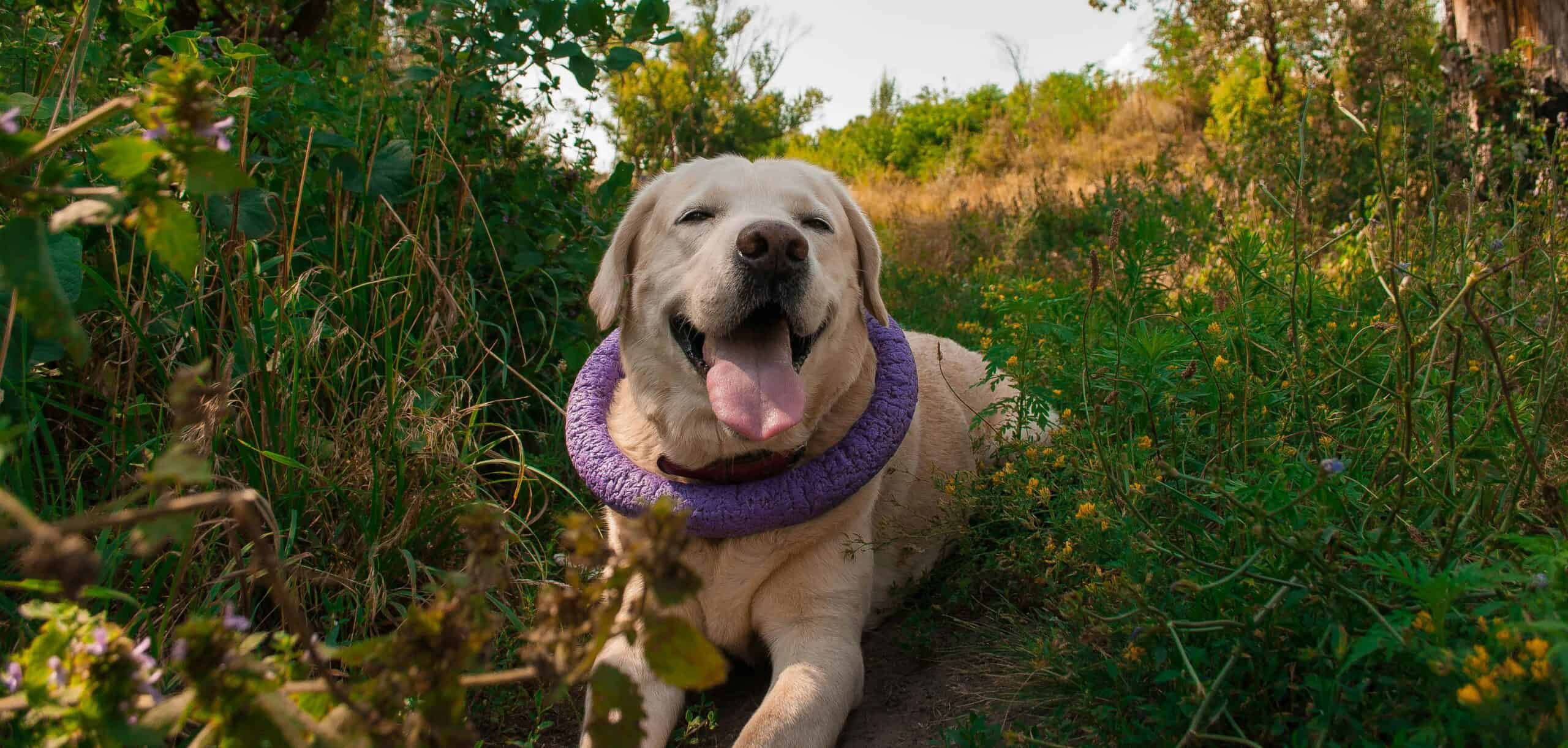 A dog owner’s guide to summer safety