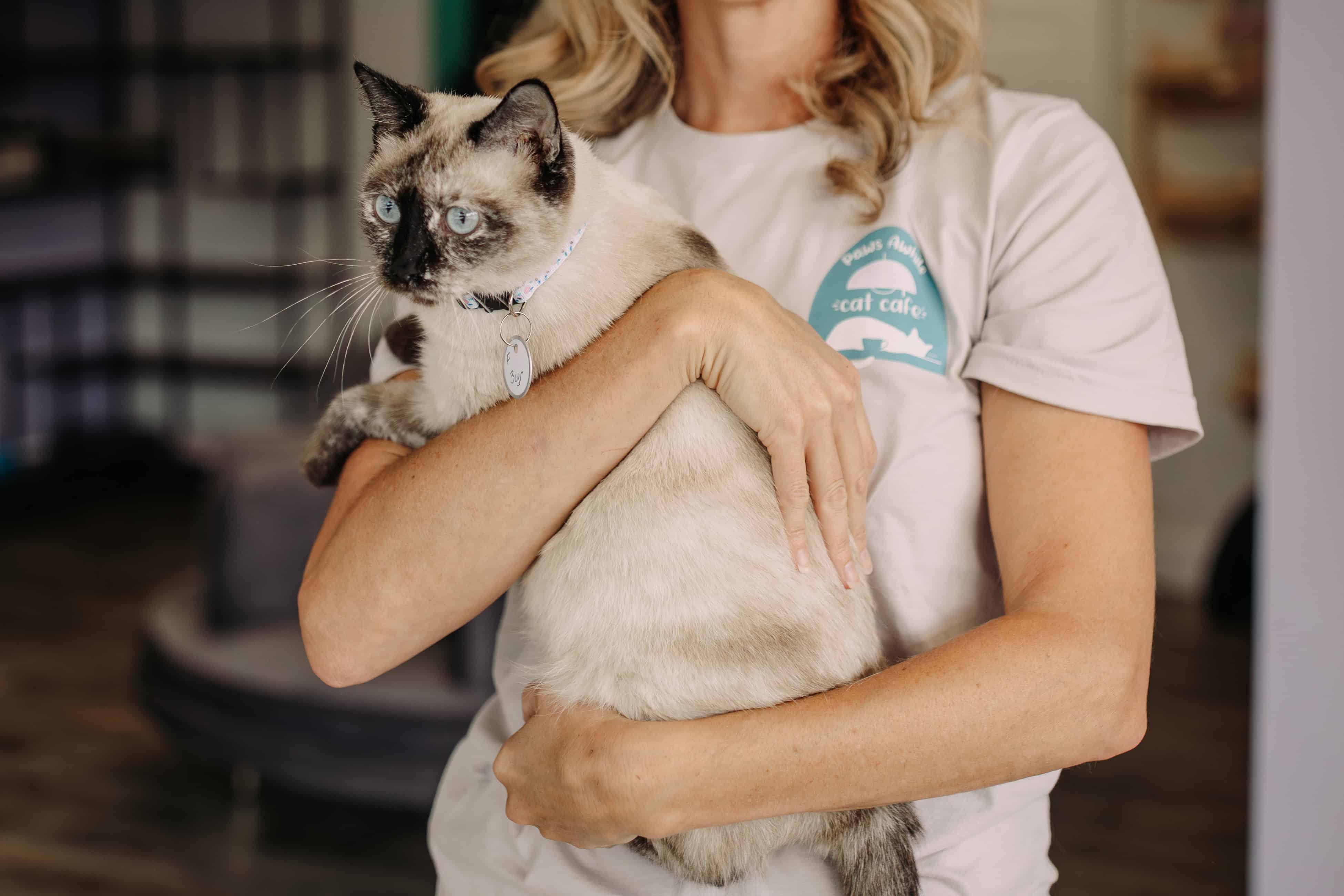5 cat cafes in Georgia that can’t be missed