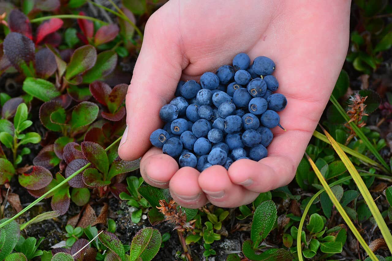 7 best Alaskan hikes for blueberry pickers
