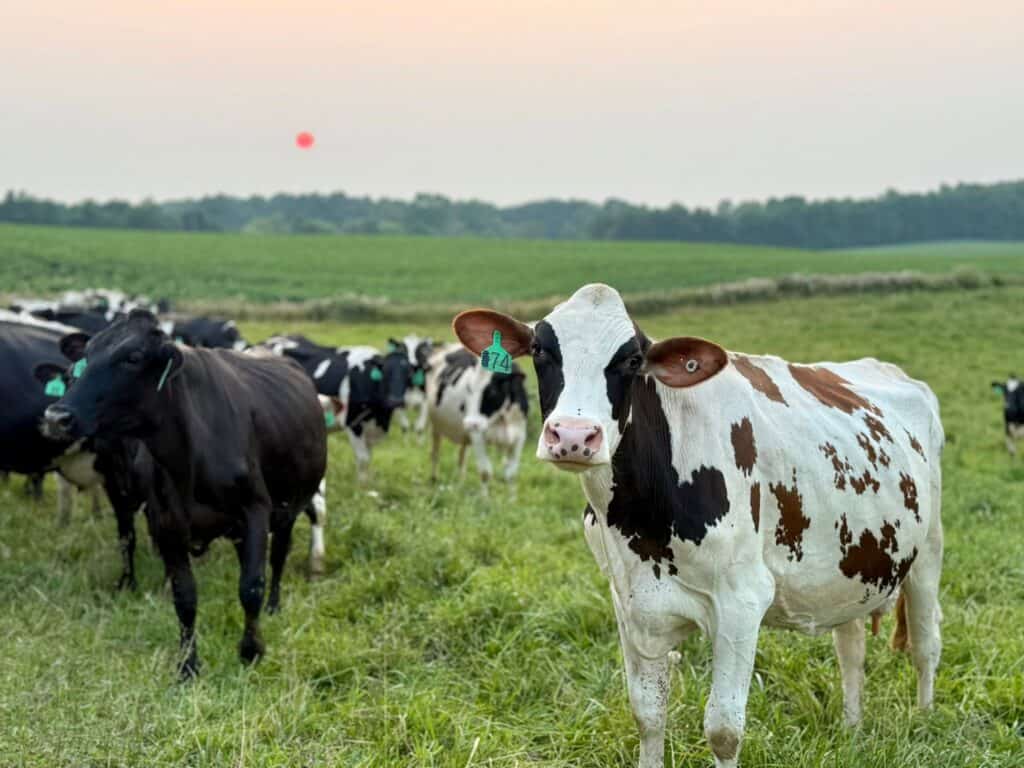 Get to know these family-owned dairy farms in Michigan