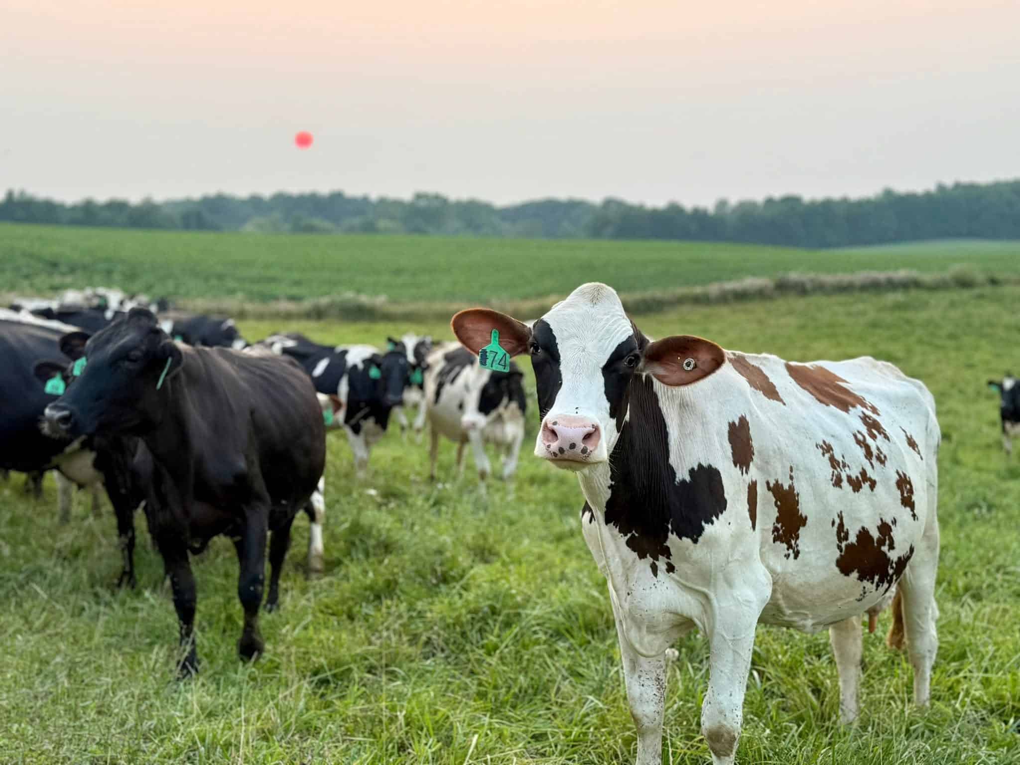 Get to know these family-owned dairy farms in Michigan