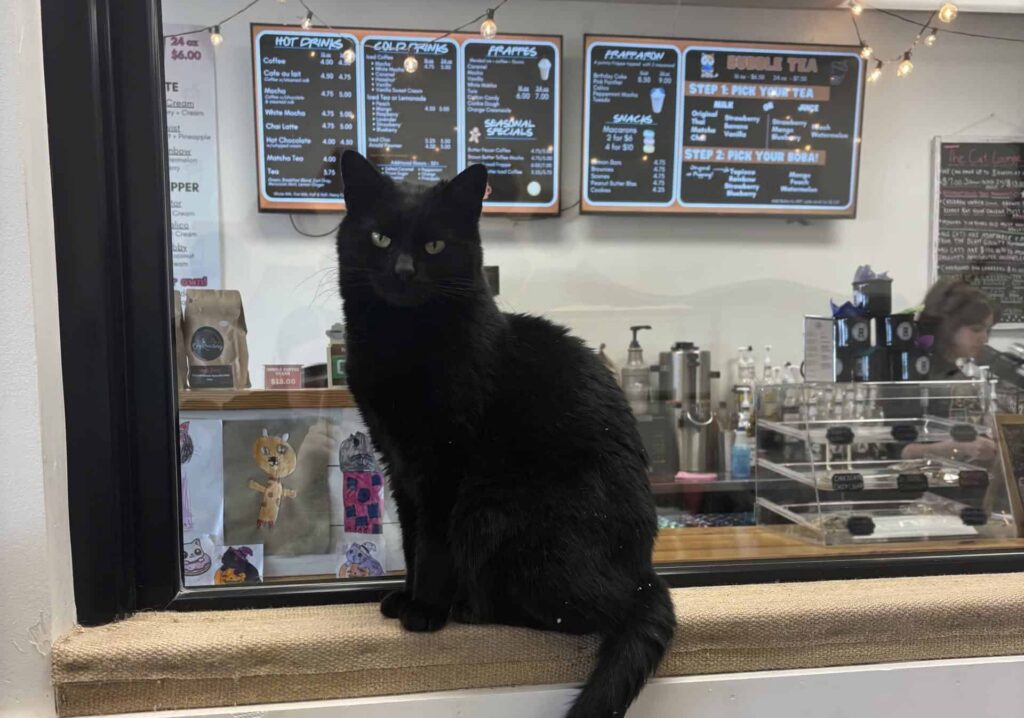 Have a cuddle and a coffee at the 4 cat cafes in Kentucky