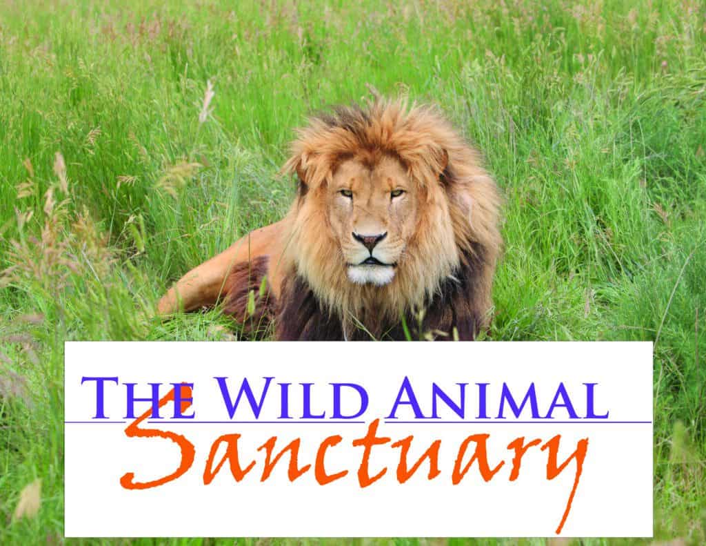 This Colorado wild animal sanctuary gives rescued wildlife a second chance
