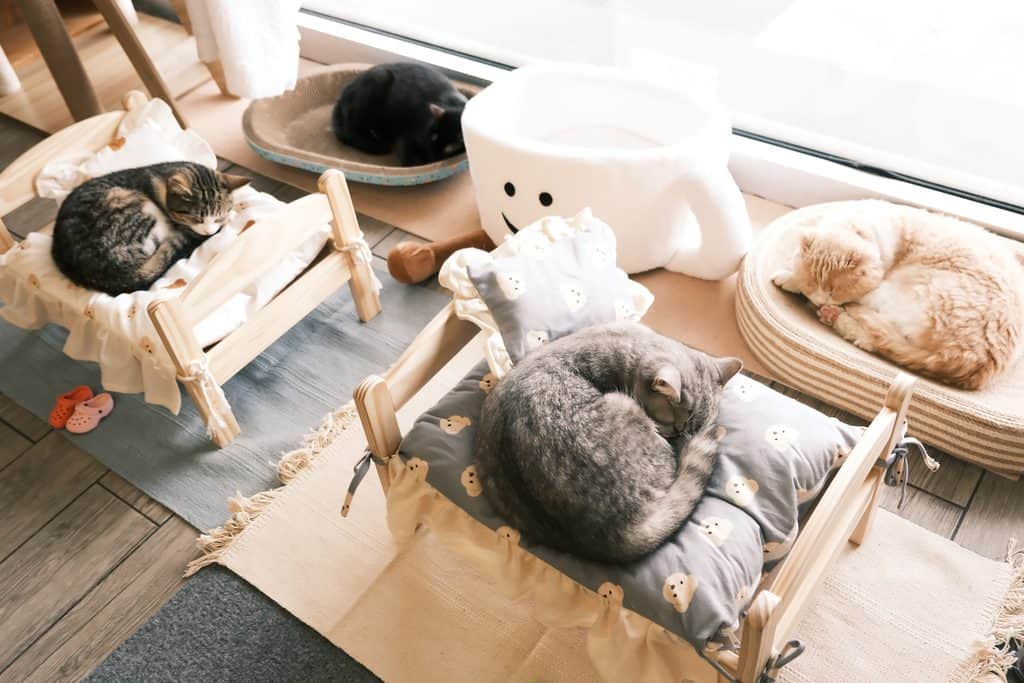 Cats & coffee: Your guide to 13 cat cafes in New York State