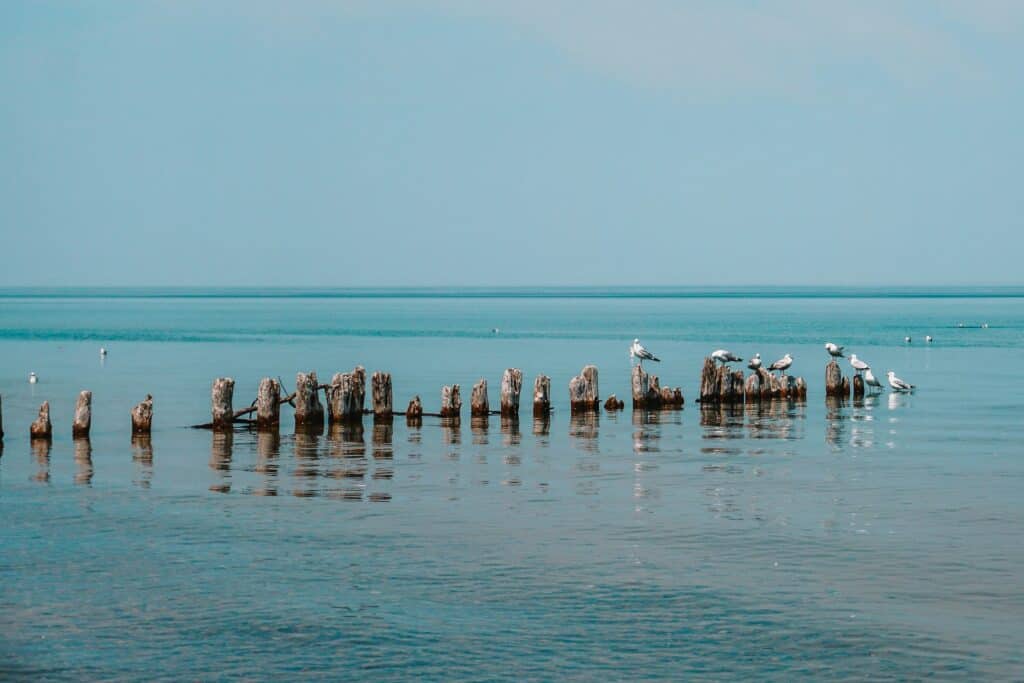 Why Whitefish Point is one of the best places in the country to watch the fall bird migration