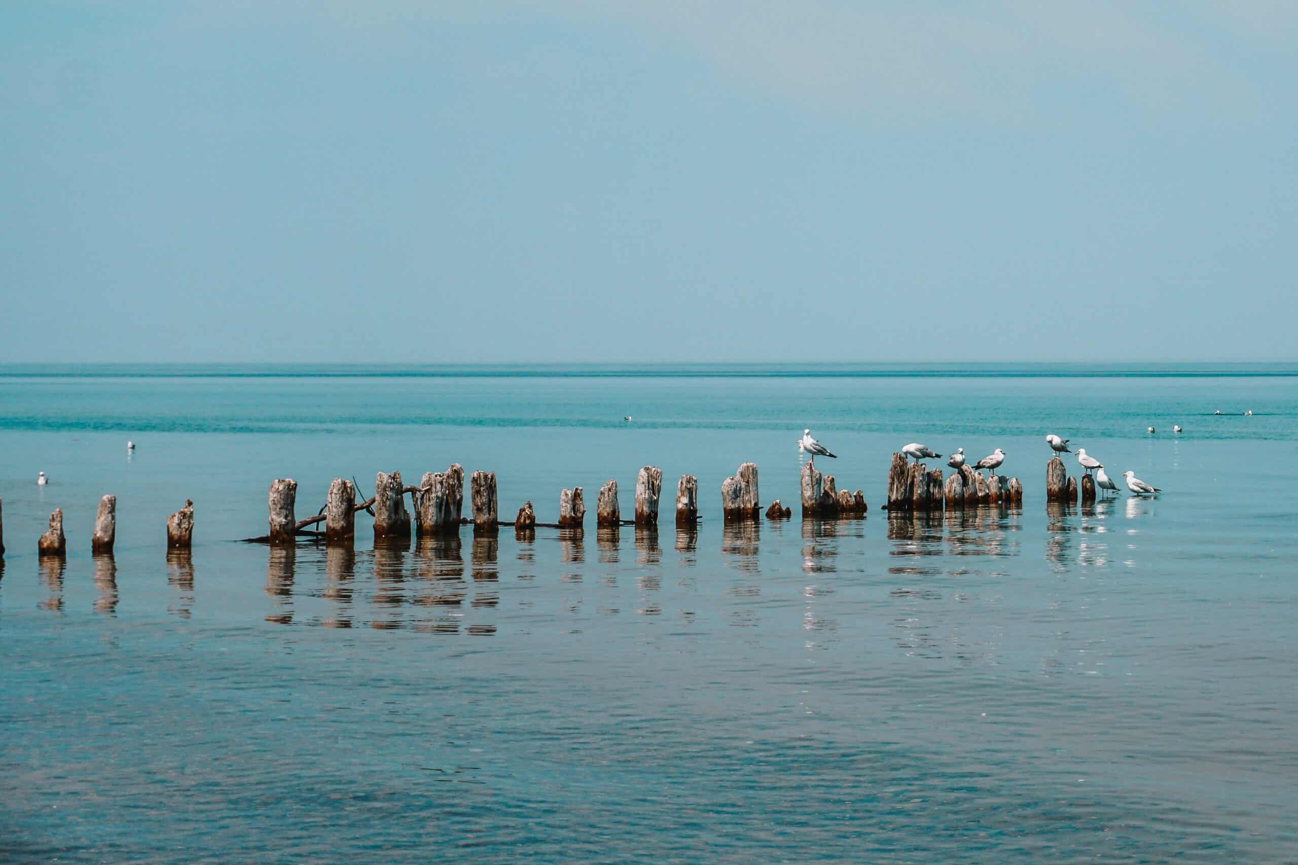Why Whitefish Point is one of the best places in the country to watch the fall bird migration