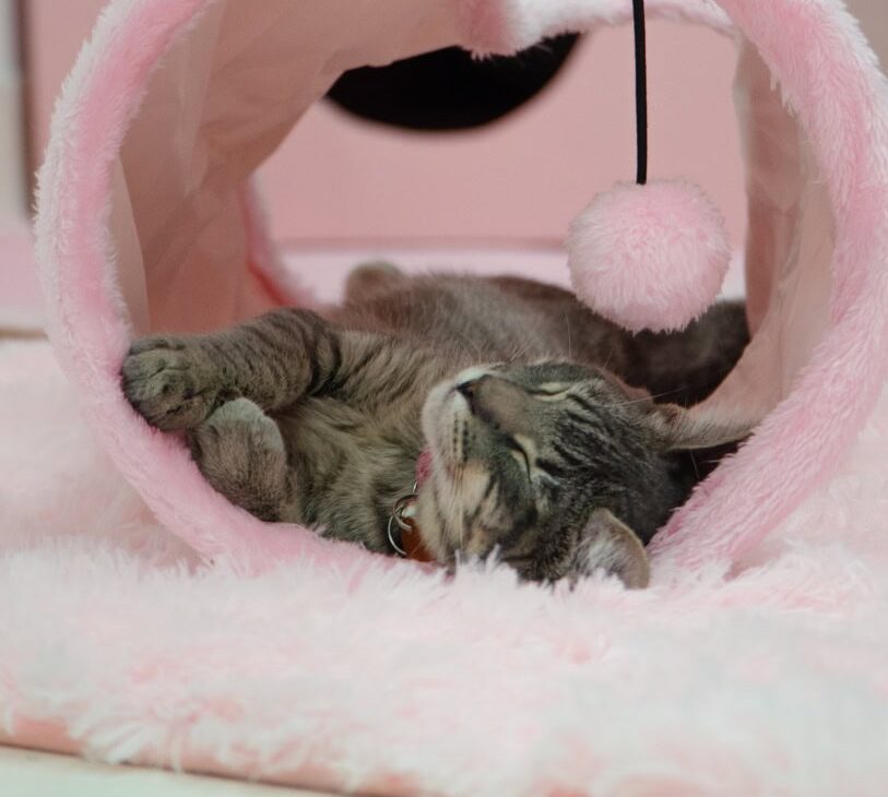 The 5 cozy and adorable cat cafes in Dallas-Fort Worth
