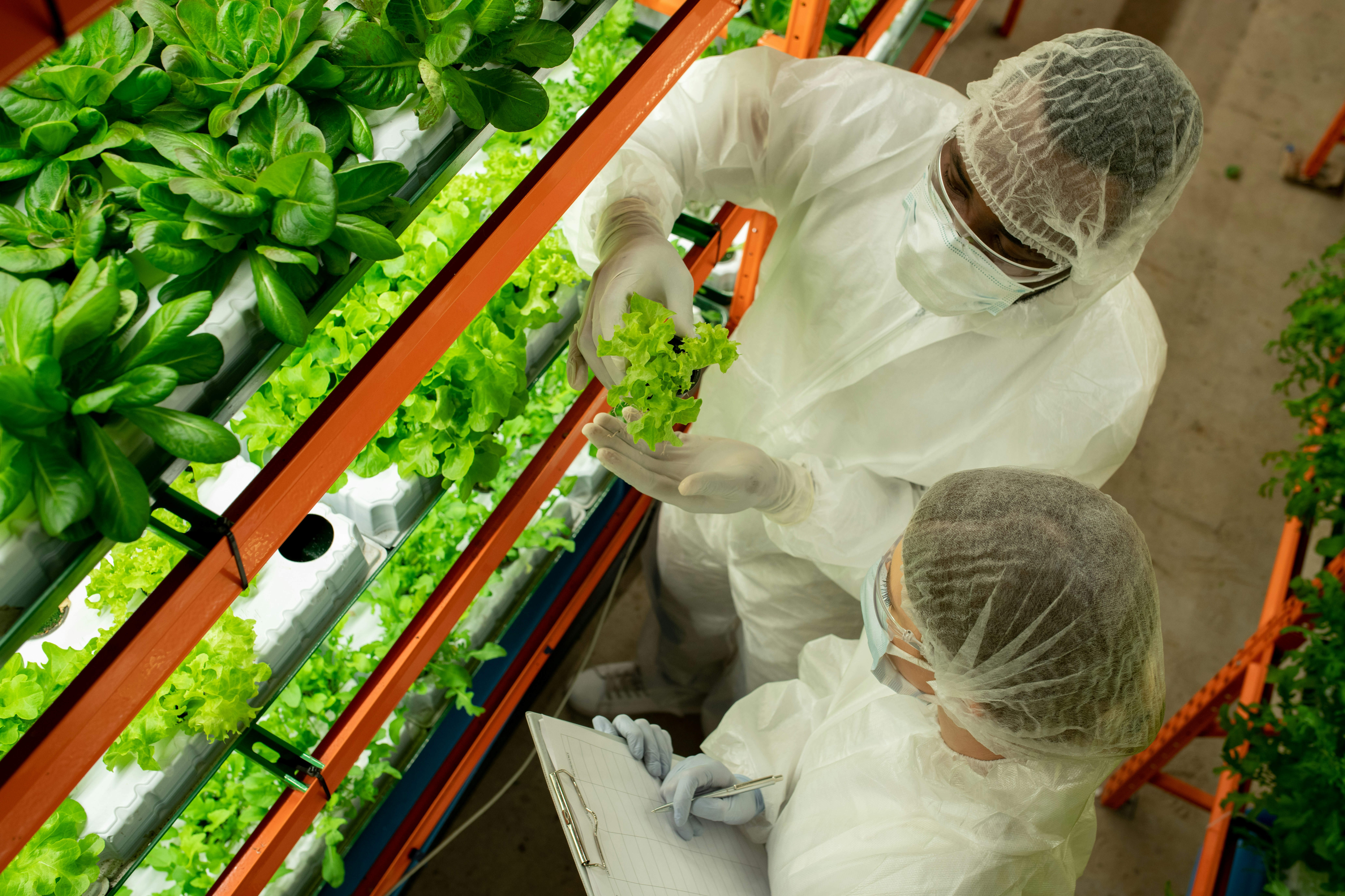 UT Dallas team builds smart sensor to sniff out dangerous bacteria in food