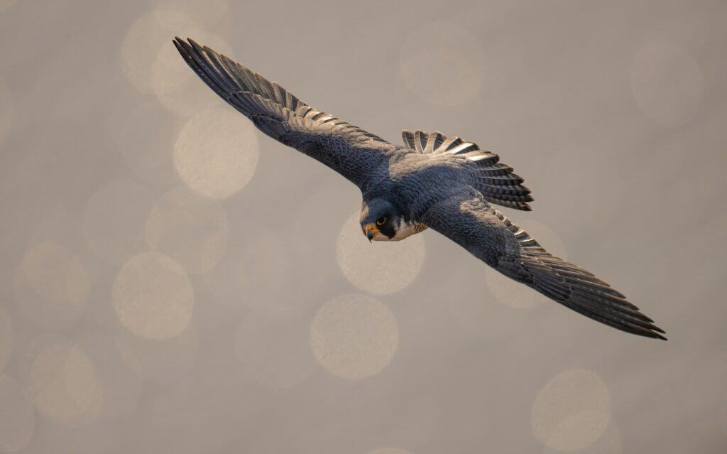 Now is the time to look to the TX skies for the great fall bird migration