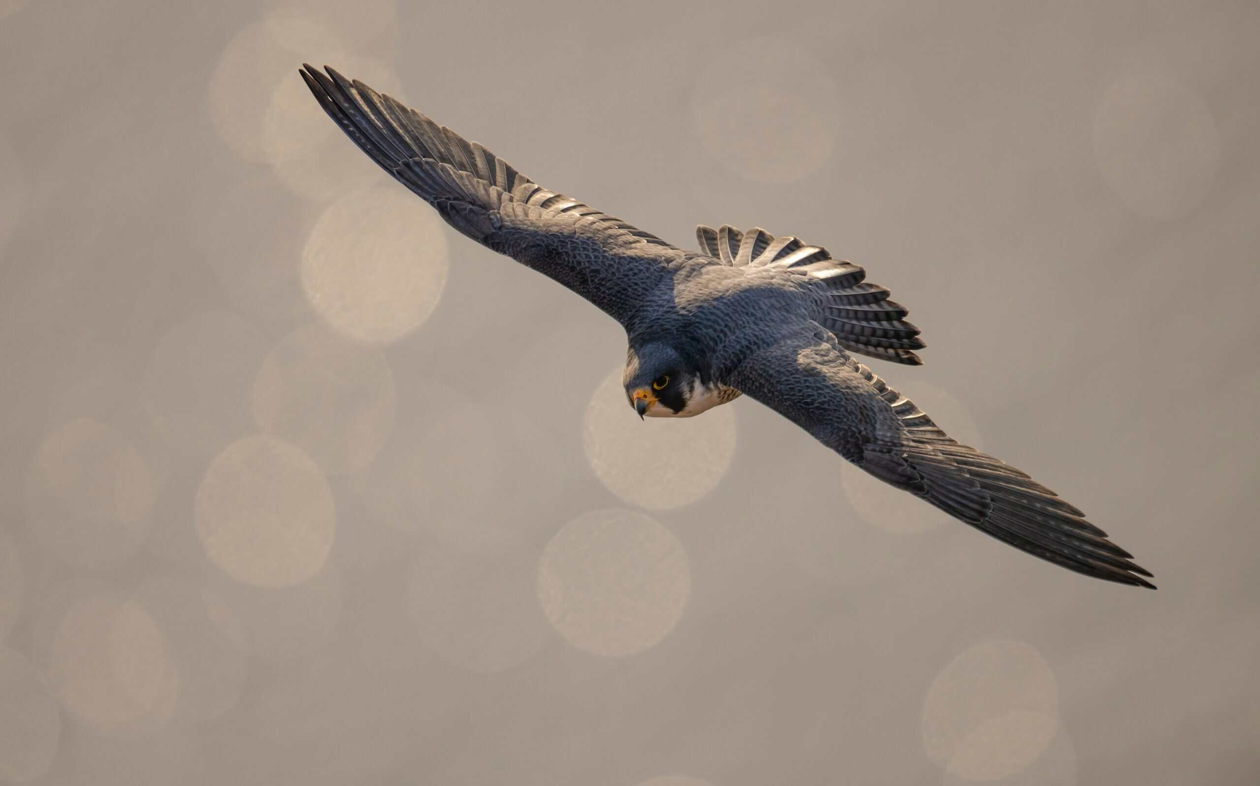 Now is the time to look to the TX skies for the great fall bird migration