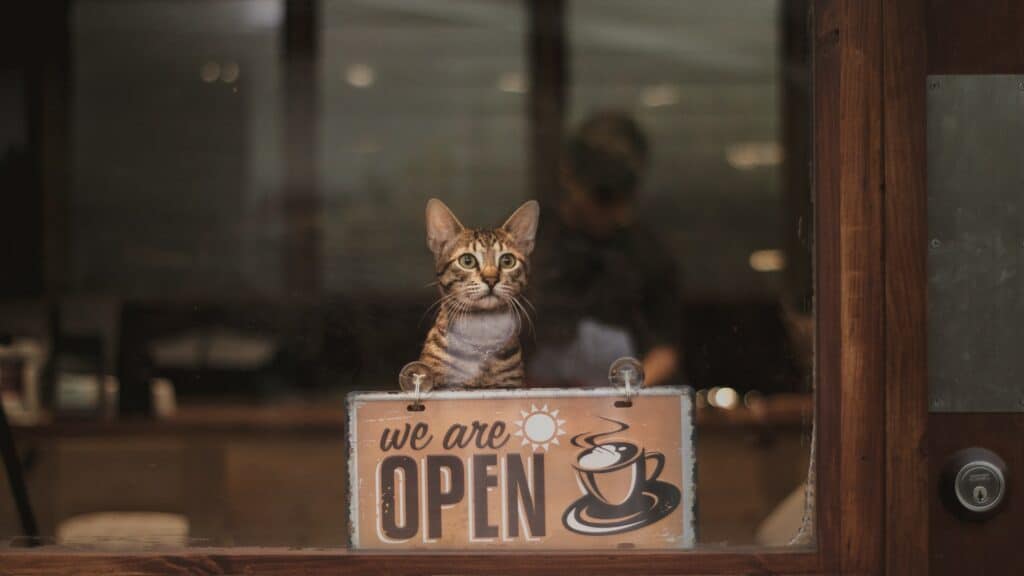 The 8 cat cafes in Colorado