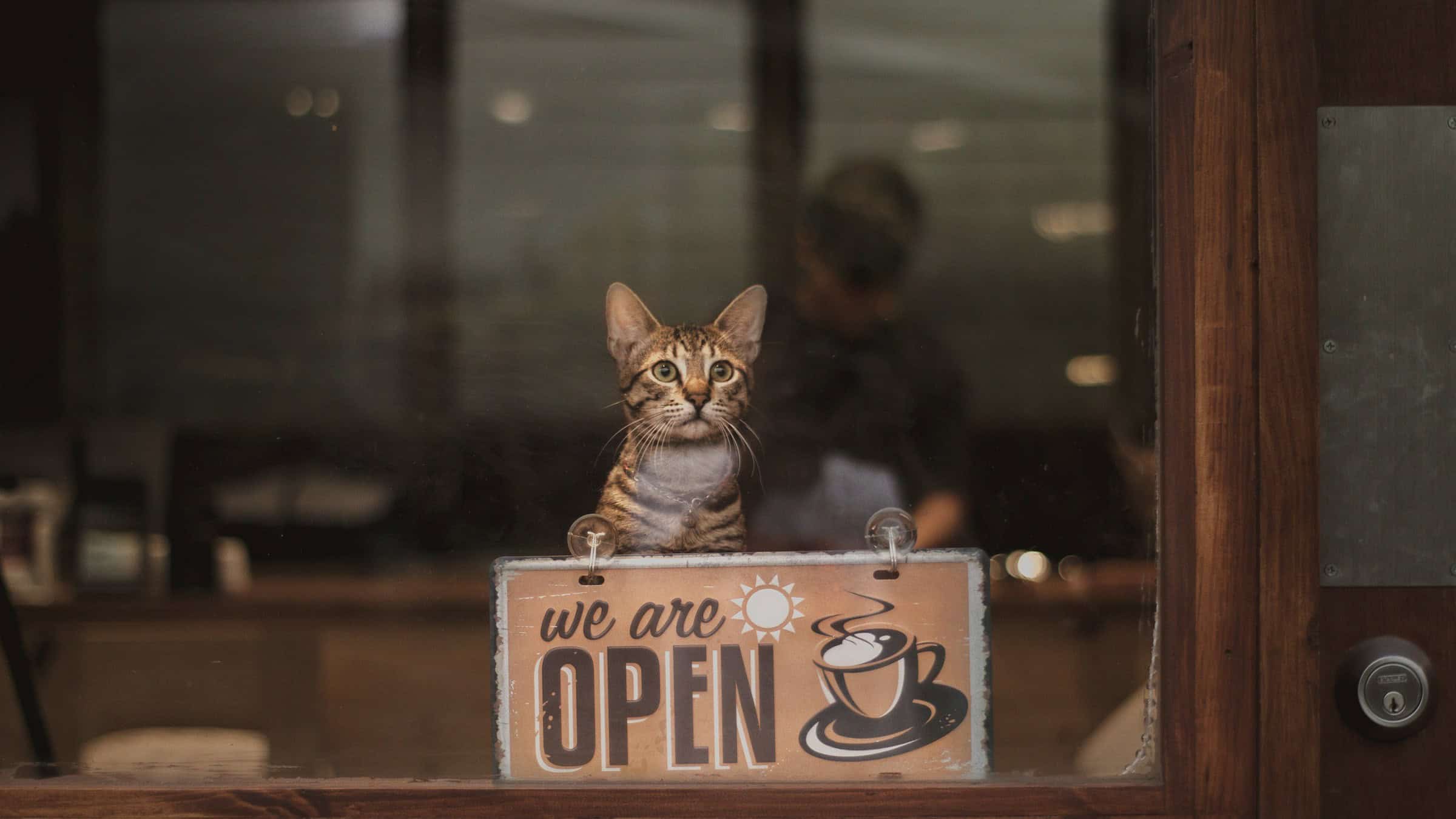 The 8 cat cafes in Colorado