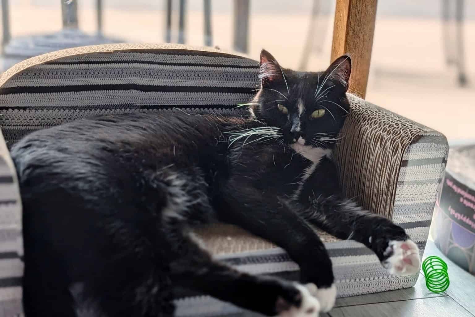 Caffeinate with cuties at the 8 cat cafes in Wisconsin