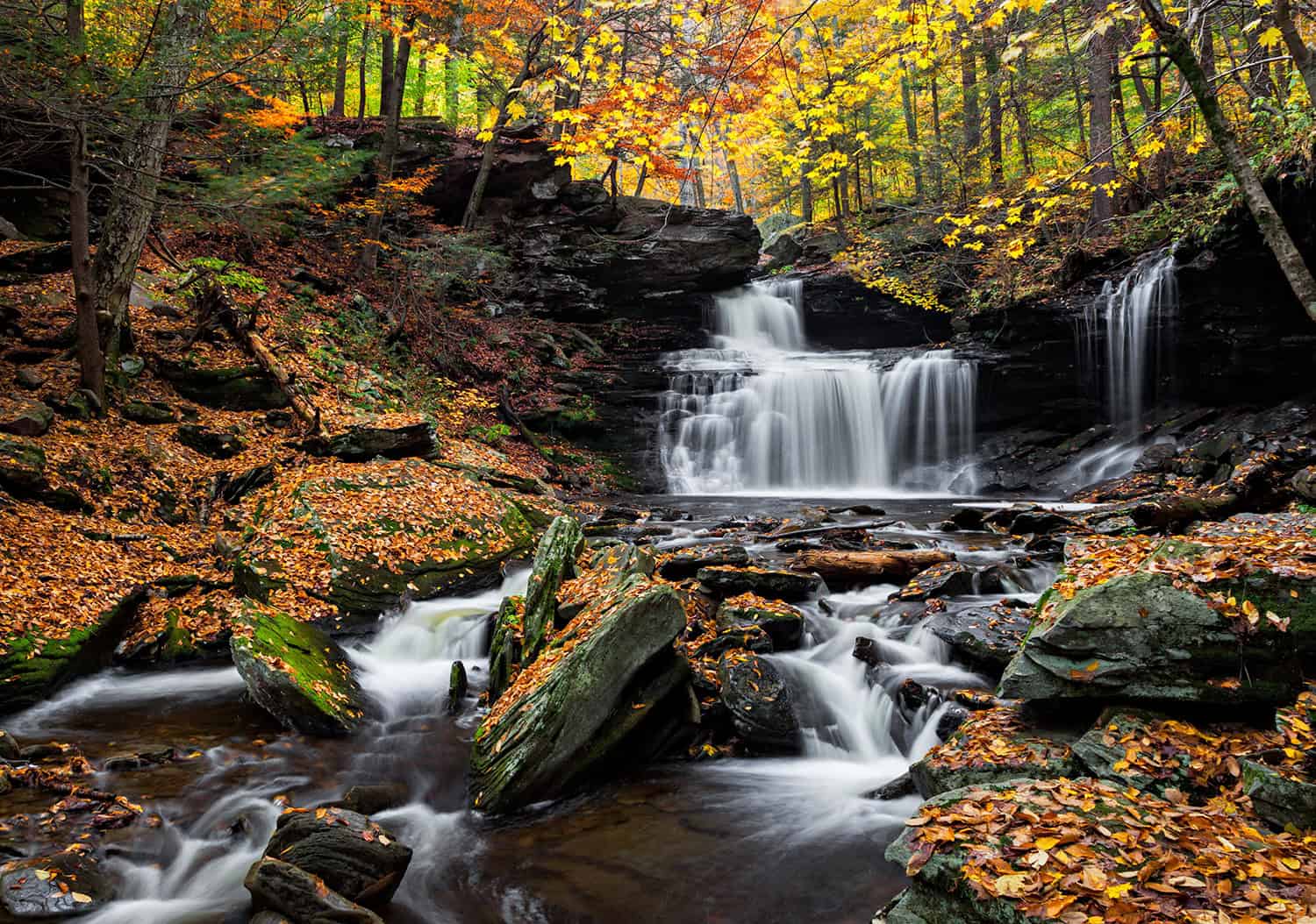 Your 2026 guide to fall foliage in NEPA