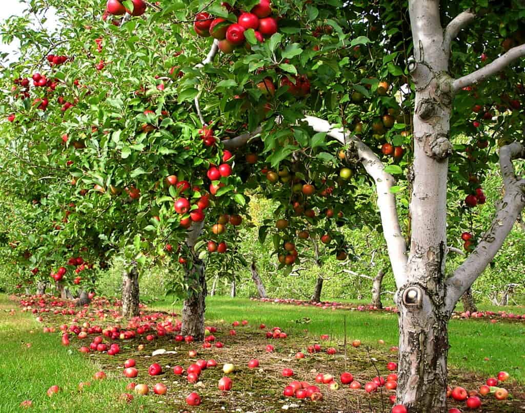 7 orchards in New Hampshire perfect for apple-picking, baked goods, & fall fun