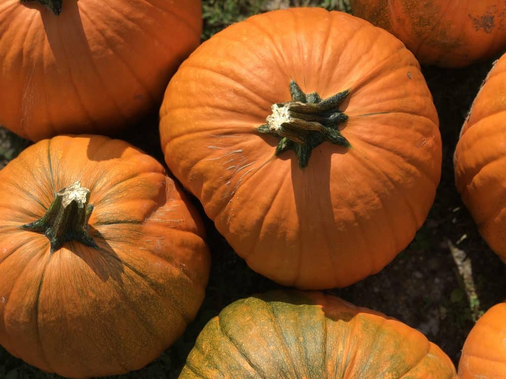 14 of New Hampshire’s fun fall festivals by region